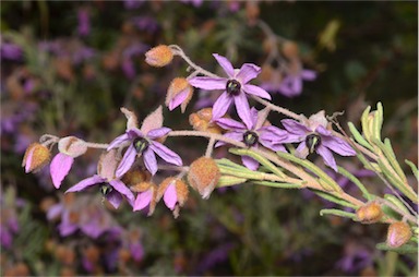 APII jpeg image of Lysiosepalum involucratum  © contact APII