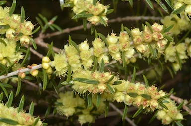 APII jpeg image of Hypocalymma linifolium  © contact APII