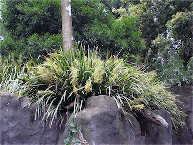 APII jpeg image of Lomandra spicata  © contact APII