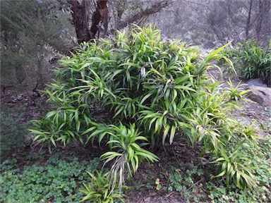 APII jpeg image of Dianella caerulea var. asserra  © contact APII