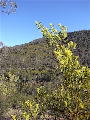 APII jpeg image of Acacia buxifolia  © contact APII