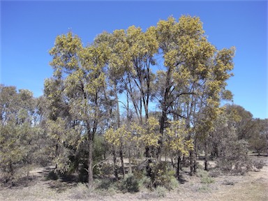 APII jpeg image of Acacia harpophylla  © contact APII