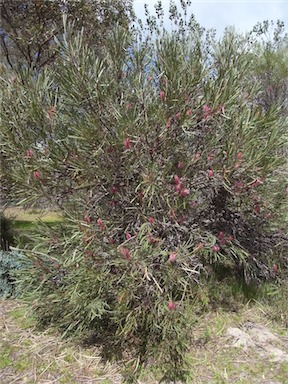 APII jpeg image of Hakea francisiana  © contact APII