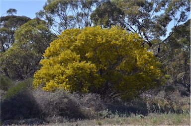 APII jpeg image of Senna artemisioides subsp. zygophylla  © contact APII