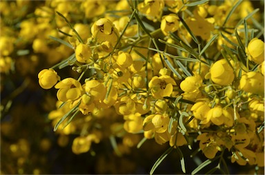 APII jpeg image of Senna artemisioides subsp. zygophylla  © contact APII