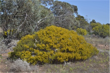 APII jpeg image of Acacia sclerophylla var. sclerophylla  © contact APII