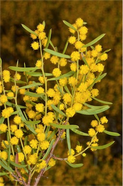 APII jpeg image of Acacia sclerophylla var. sclerophylla  © contact APII