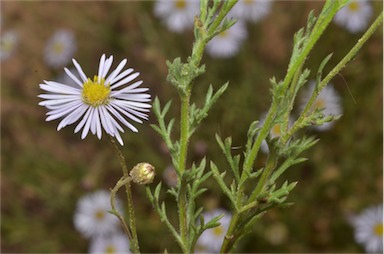 APII jpeg image of Brachyscome ciliaris var. ciliaris  © contact APII