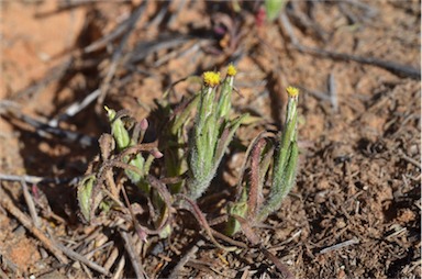 APII jpeg image of Podotheca angustifolia  © contact APII