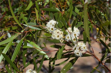 APII jpeg image of Eucalyptus gracilis  © contact APII