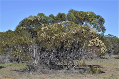 APII jpeg image of Eucalyptus gracilis  © contact APII