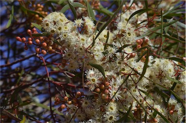 APII jpeg image of Eucalyptus gracilis  © contact APII