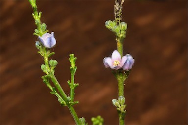 APII jpeg image of Boronia coerulescens subsp. coerulescens  © contact APII