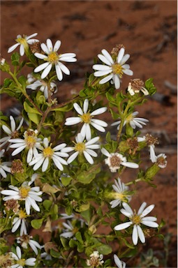 APII jpeg image of Olearia muelleri  © contact APII