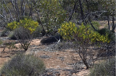 APII jpeg image of Acacia hakeoides  © contact APII