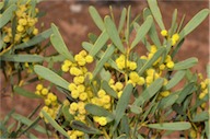 Acacia hakeoides