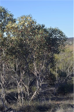 APII jpeg image of Eucalyptus incrassata  © contact APII