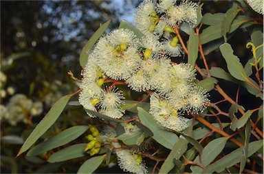 APII jpeg image of Eucalyptus incrassata  © contact APII