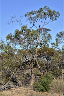 APII jpeg image of Eucalyptus incrassata  © contact APII