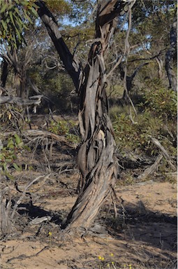 APII jpeg image of Eucalyptus incrassata  © contact APII