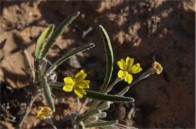 APII jpeg image of Goodenia willisiana  © contact APII