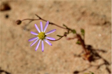 APII jpeg image of Brachyscome ciliaris var. ciliaris  © contact APII