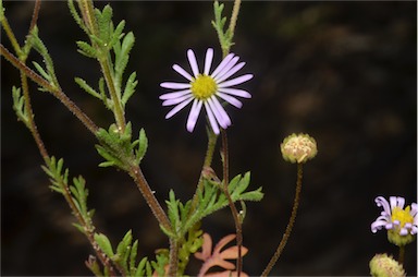 APII jpeg image of Brachyscome ciliaris var. ciliaris  © contact APII