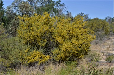 APII jpeg image of Acacia brachybotrya  © contact APII