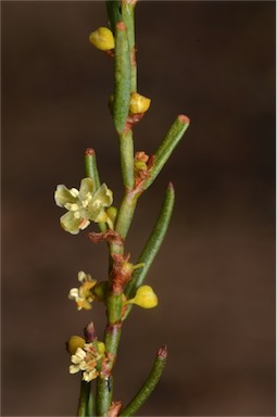 APII jpeg image of Muehlenbeckia diclina subsp. diclina  © contact APII