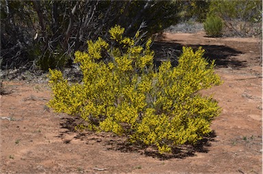 APII jpeg image of Acacia microcarpa  © contact APII