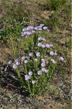 APII jpeg image of Olearia rudis  © contact APII