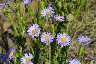 APII jpeg image of Olearia rudis  © contact APII