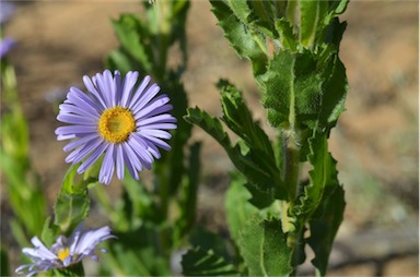 APII jpeg image of Olearia rudis  © contact APII