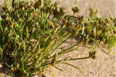 APII jpeg image of Isolepis marginata  © contact APII