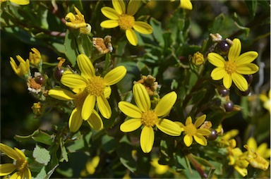 APII jpeg image of Chrysanthemoides monilifera subsp. monilifera  © contact APII