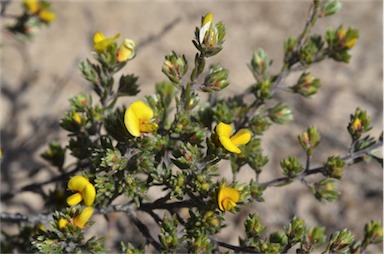 APII jpeg image of Pultenaea tenuifolia  © contact APII