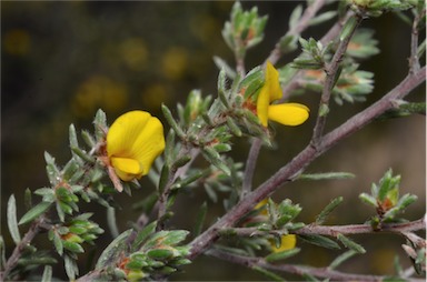 APII jpeg image of Pultenaea tenuifolia  © contact APII