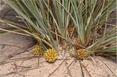 APII jpeg image of Lomandra collina  © contact APII