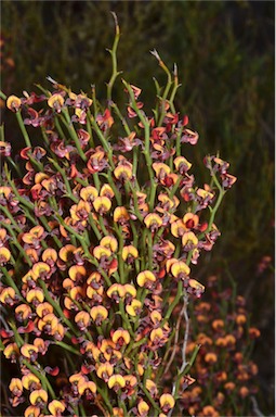 APII jpeg image of Daviesia brevifolia  © contact APII