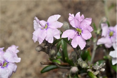 APII jpeg image of Dampiera rosmarinifolia  © contact APII