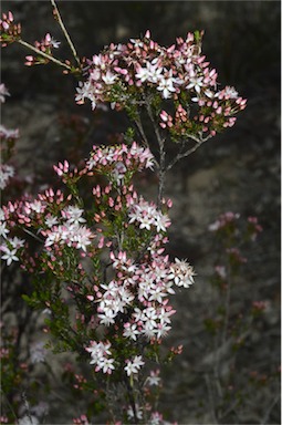 APII jpeg image of Calytrix tetragona  © contact APII