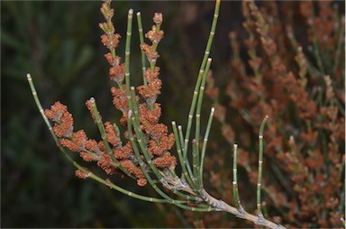 APII jpeg image of Allocasuarina paludosa  © contact APII