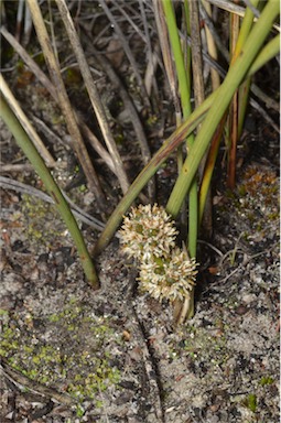 APII jpeg image of Lomandra juncea  © contact APII