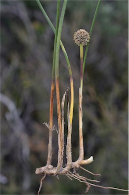 APII jpeg image of Lomandra juncea  © contact APII