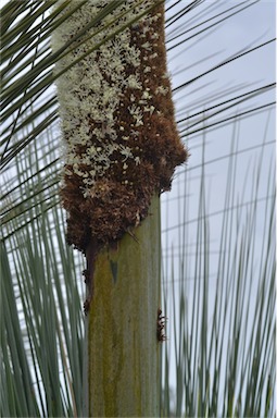 APII jpeg image of Xanthorrhoea australis  © contact APII