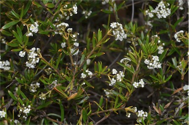 APII jpeg image of Logania linifolia  © contact APII