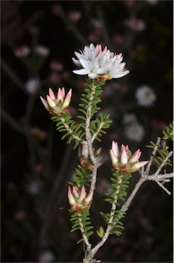 APII jpeg image of Calytrix alpestris  © contact APII