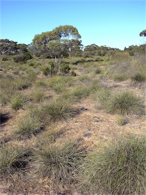 APII jpeg image of Lomandra effusa  © contact APII