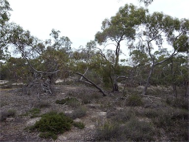 APII jpeg image of Eucalyptus leucoxylon  © contact APII