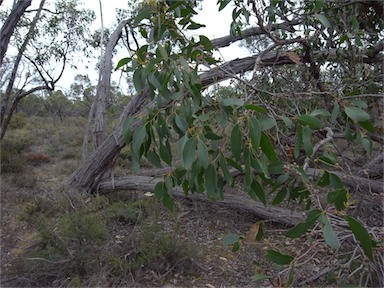 APII jpeg image of Eucalyptus arenacea  © contact APII